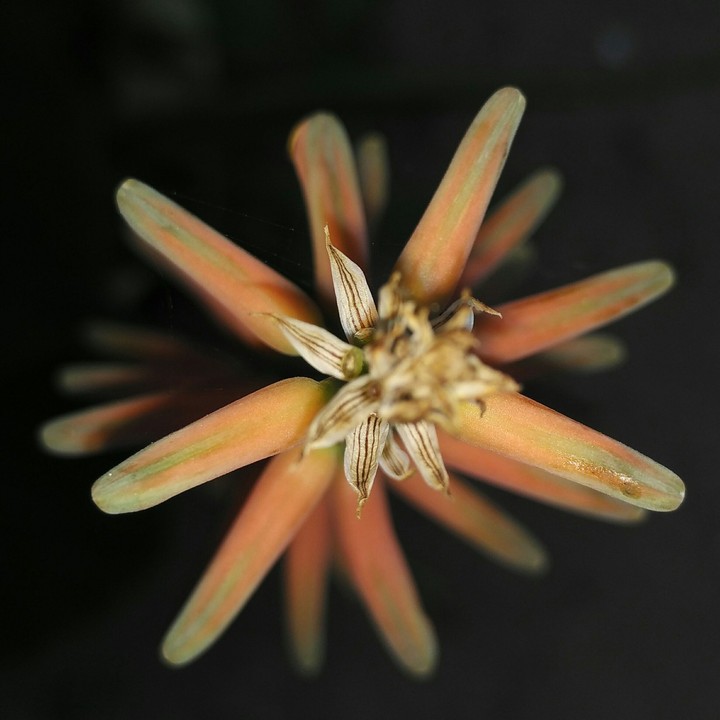 #ALOE VERA