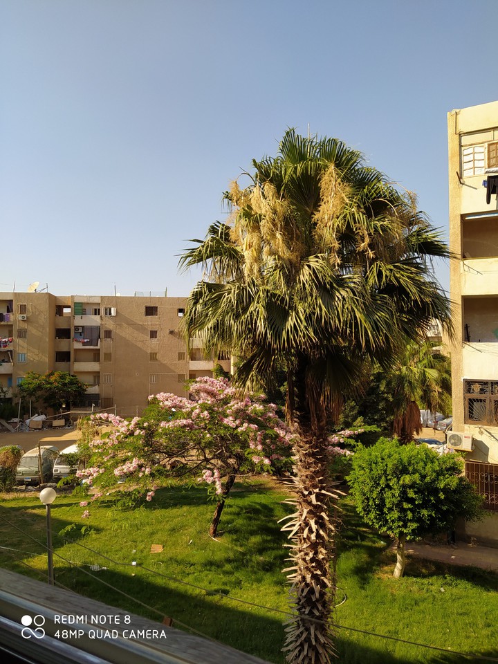 from my window