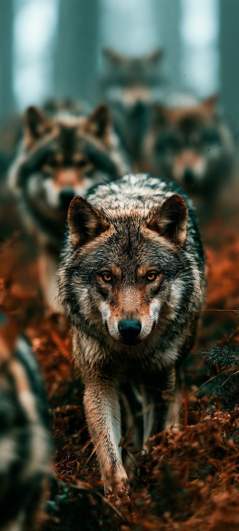 fonds d'écran coyote, wolf