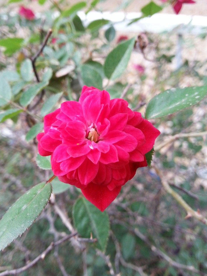 flower