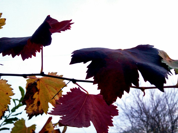 leaf