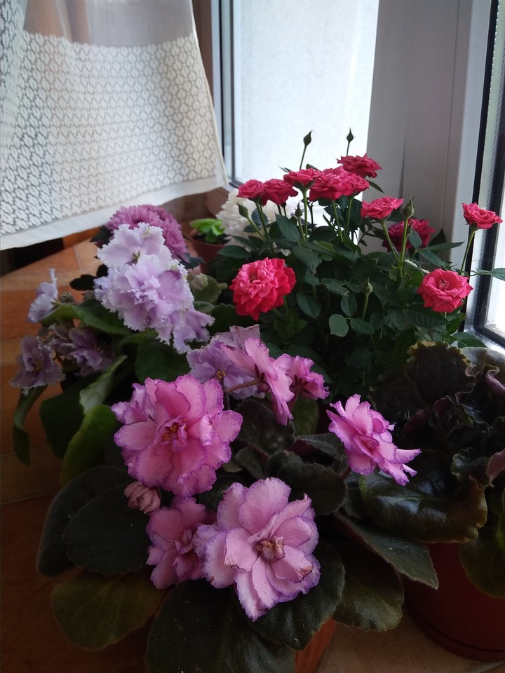 may flowers
