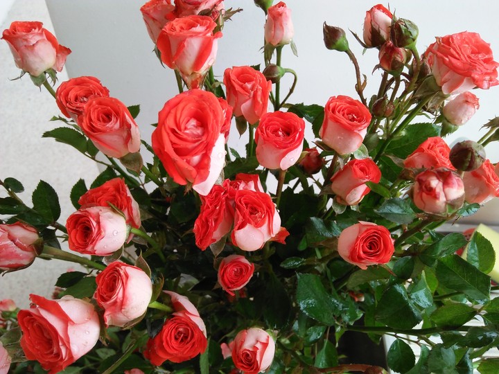 my rose~~
