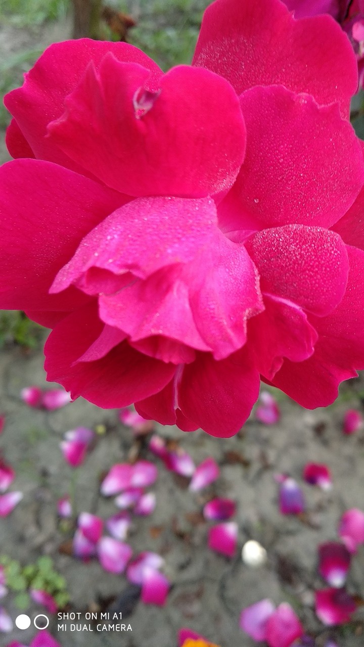 ogq rose nice ones