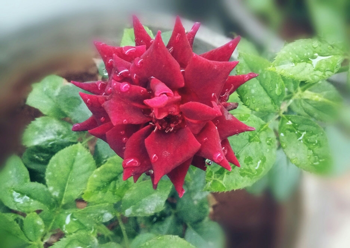 red rose 