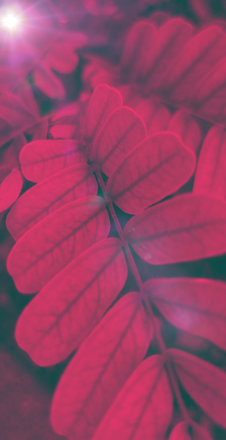 red.leaves