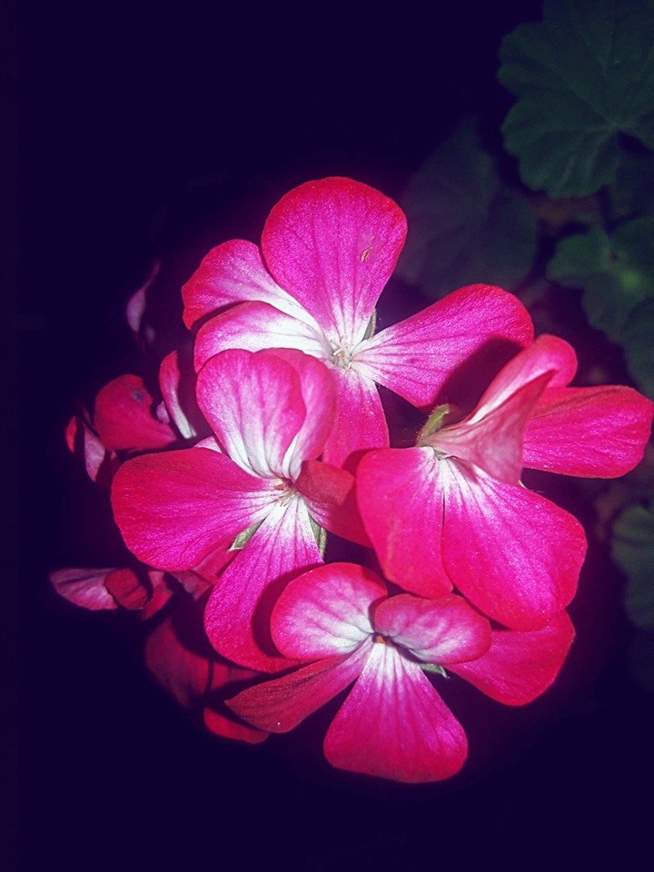 Flowers at night