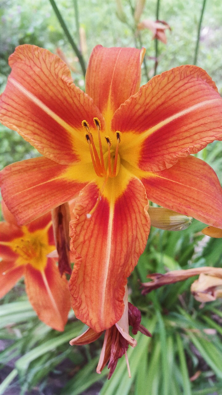 Lily Flower