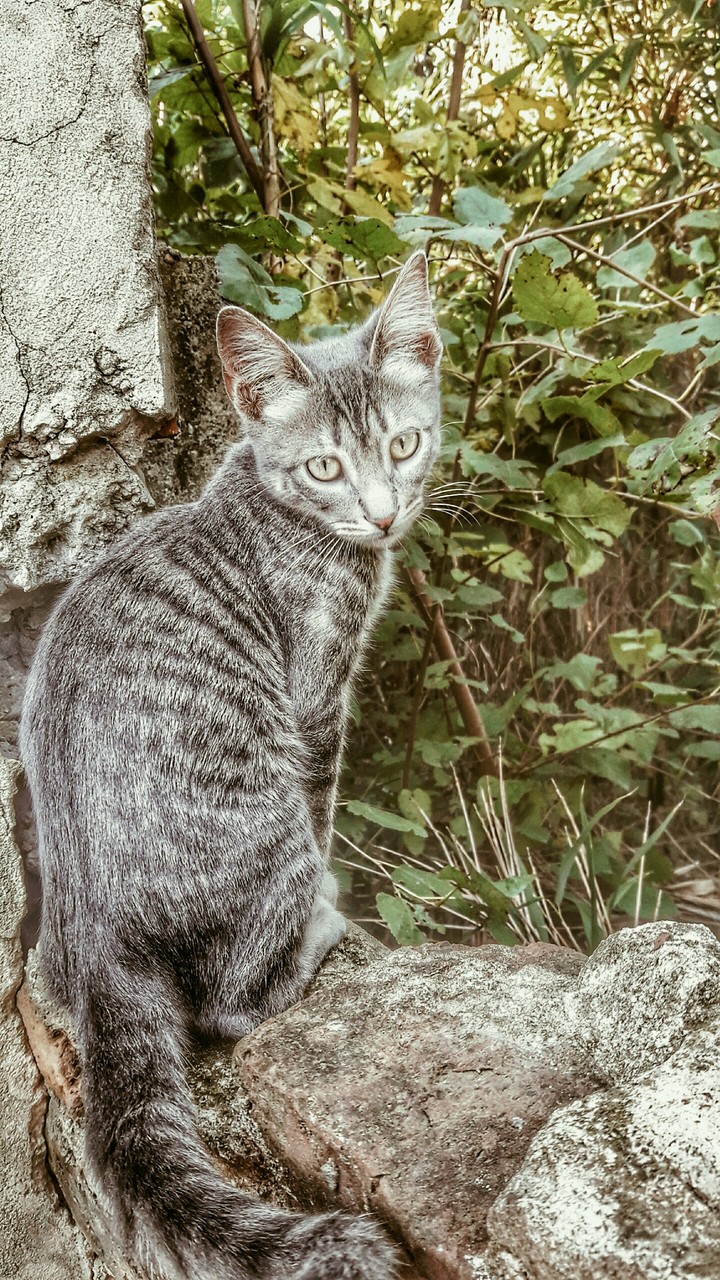 Cats❤