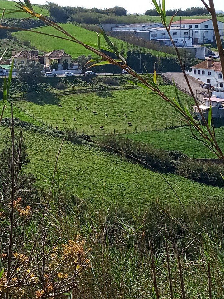 ovelhas