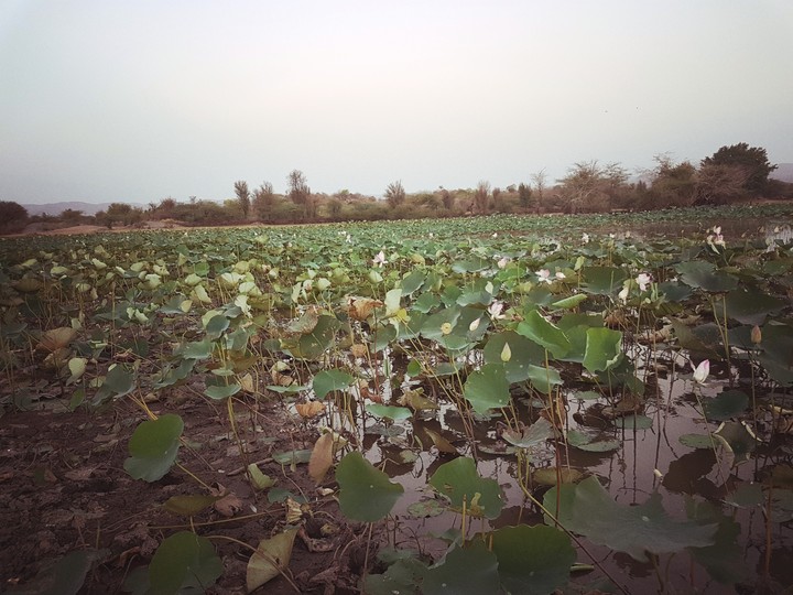 lotus pond