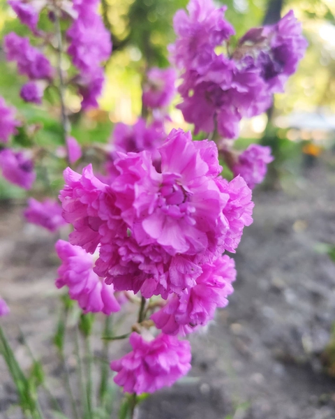 цветы