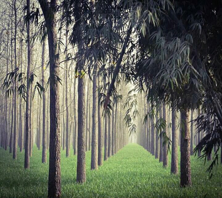Jungle Trees