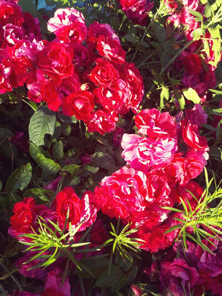 rose