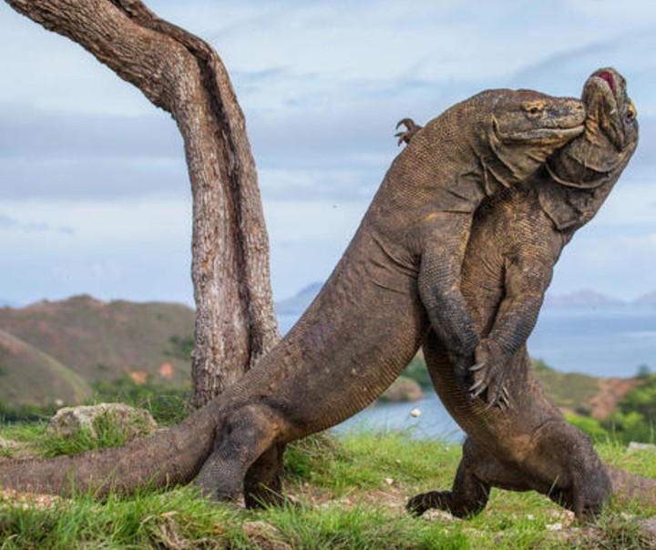 A dragon with a lizard