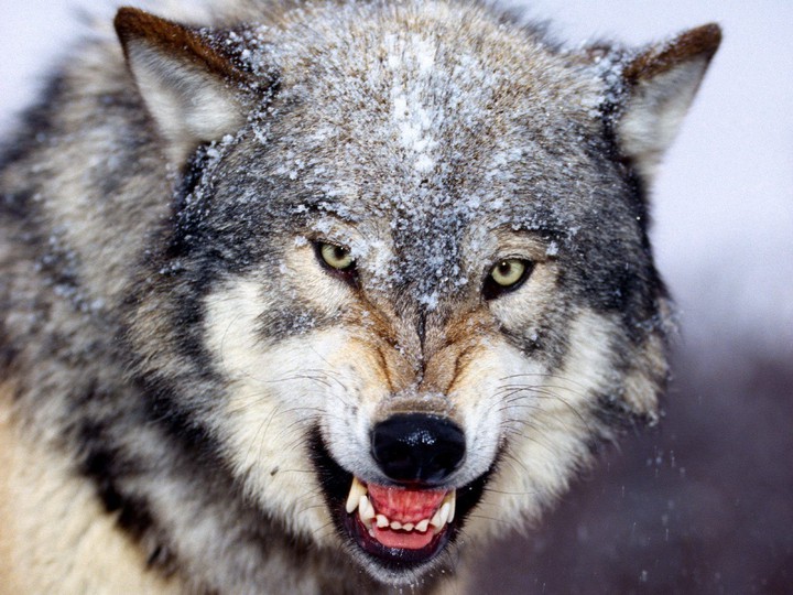 wolf anchor