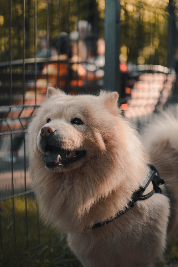 puppy