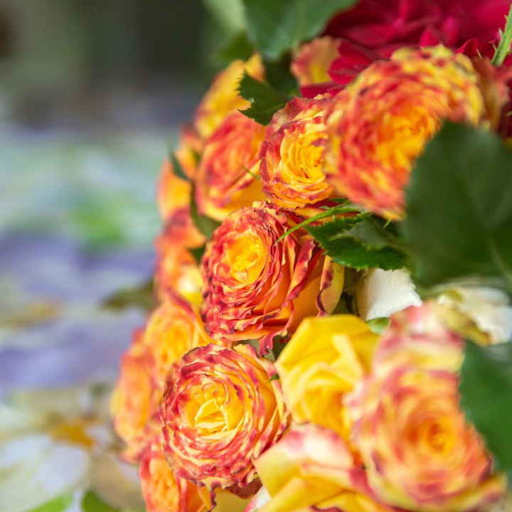 Rose