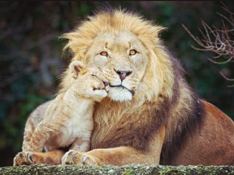 lion with cute cub