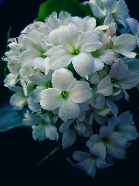 White, blue, green?