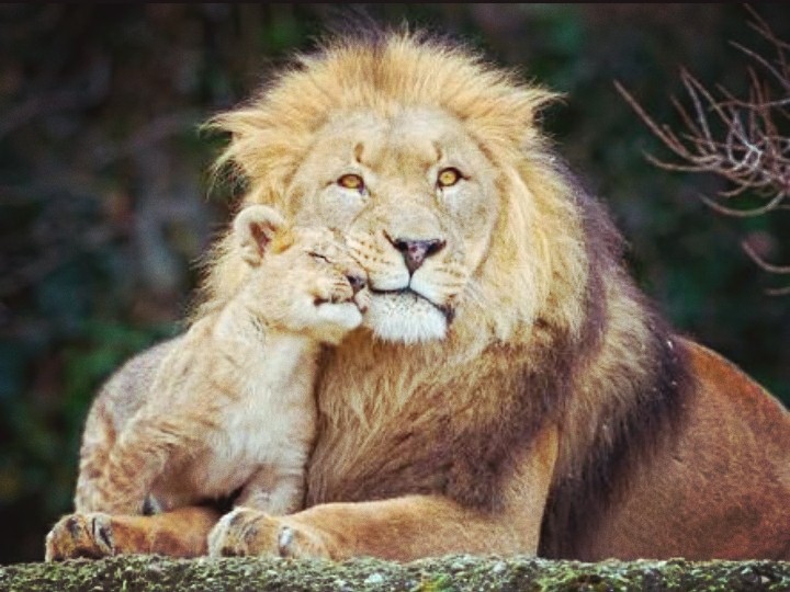 lion with cute cub