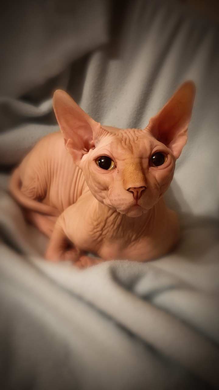 Felis catus