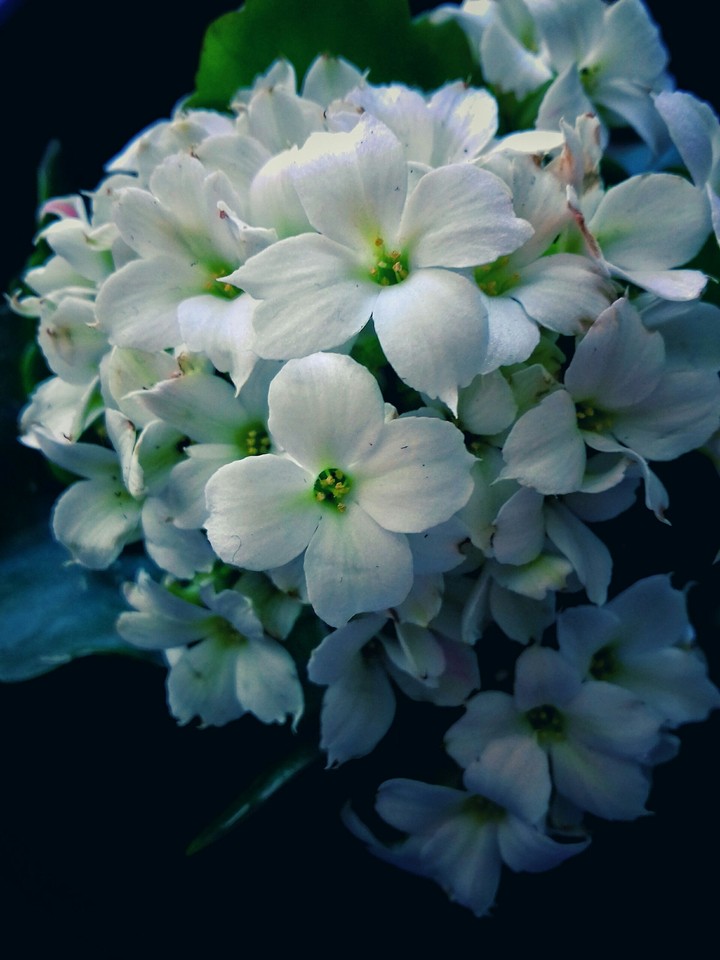 White, blue, green?