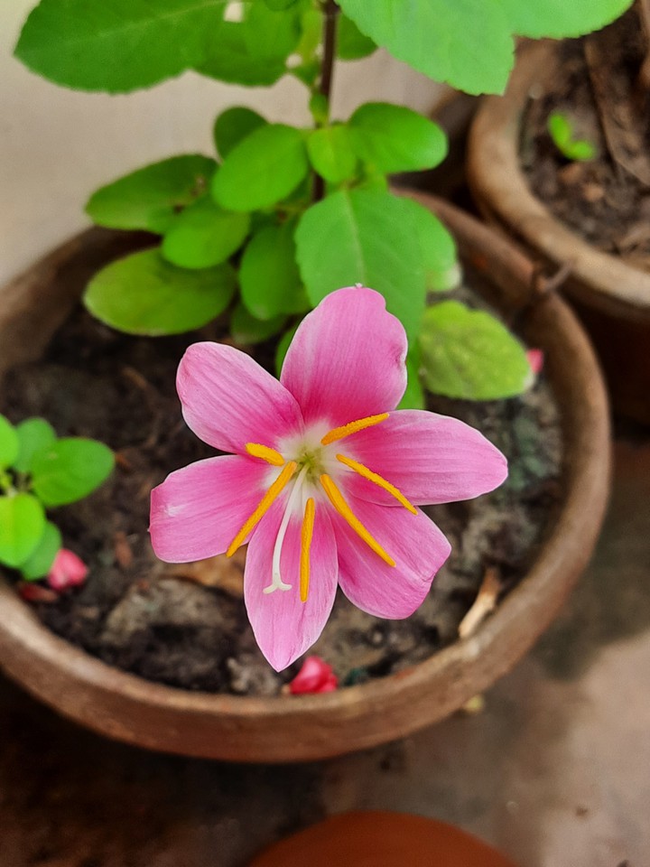 pink flower