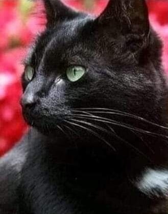 кошка