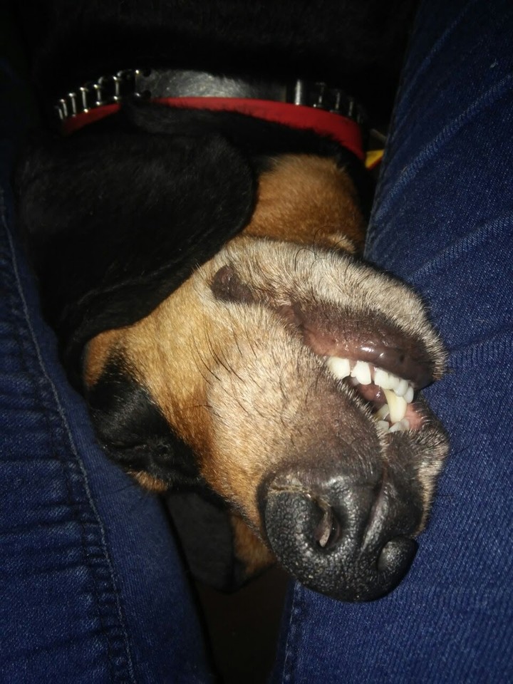My dog))))