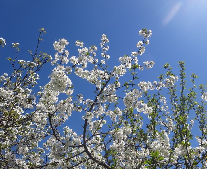 Spring flowers