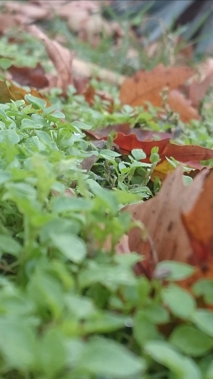 Autumn 2