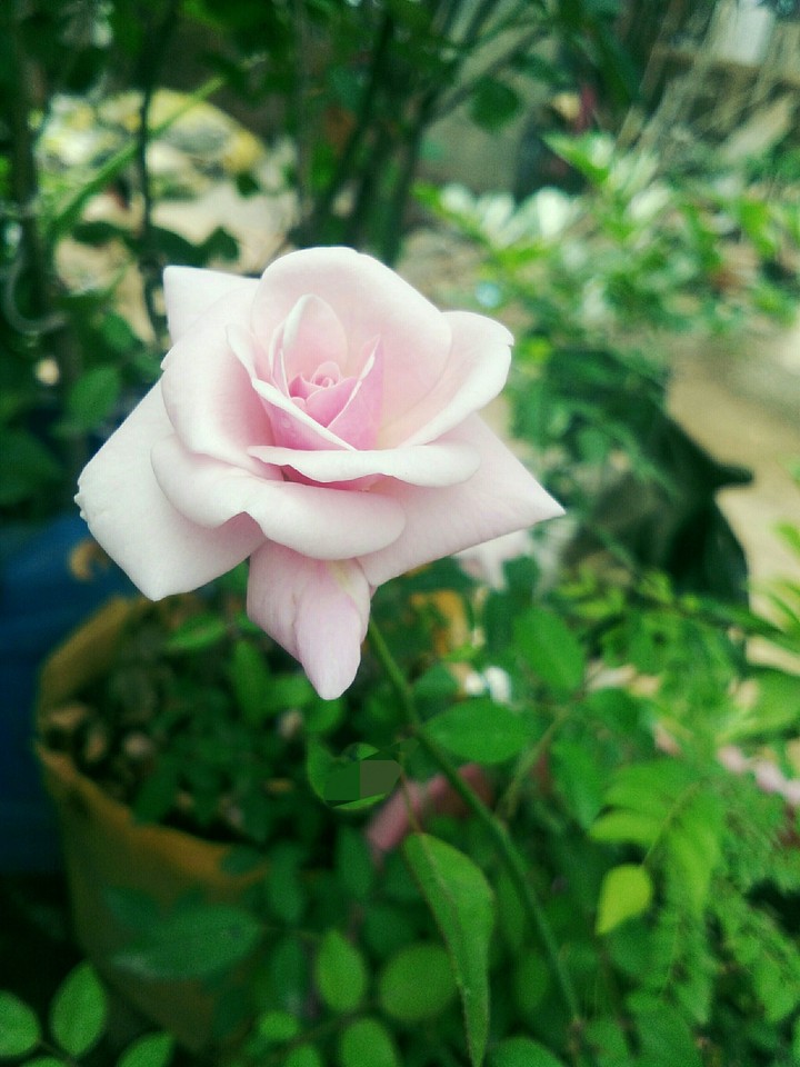 Pink rose ❤