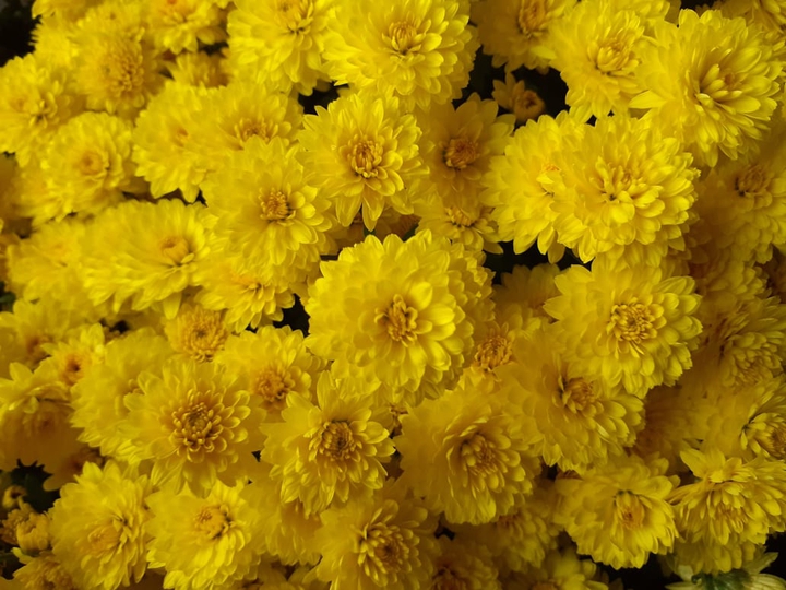 yellow flowers