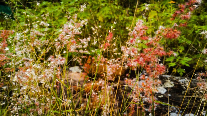 grass