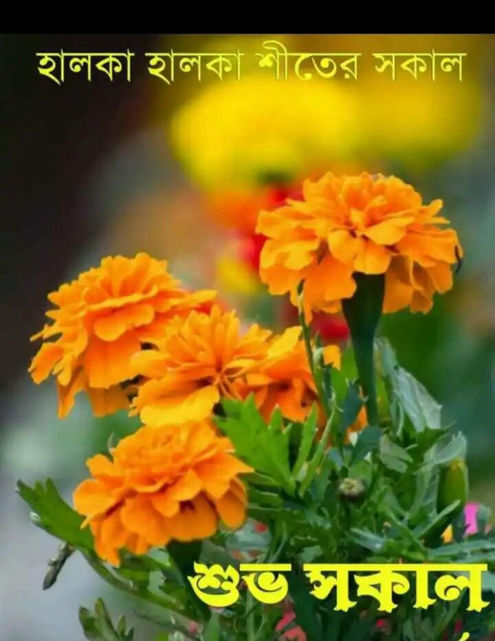 gm