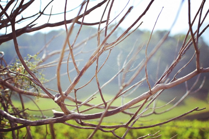 branches 