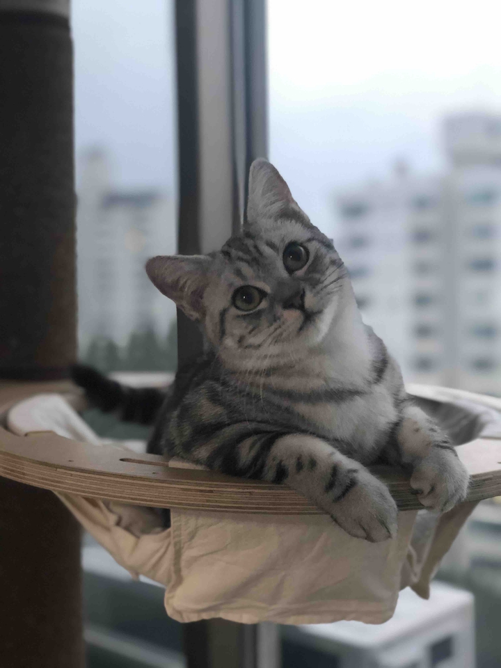 아몽