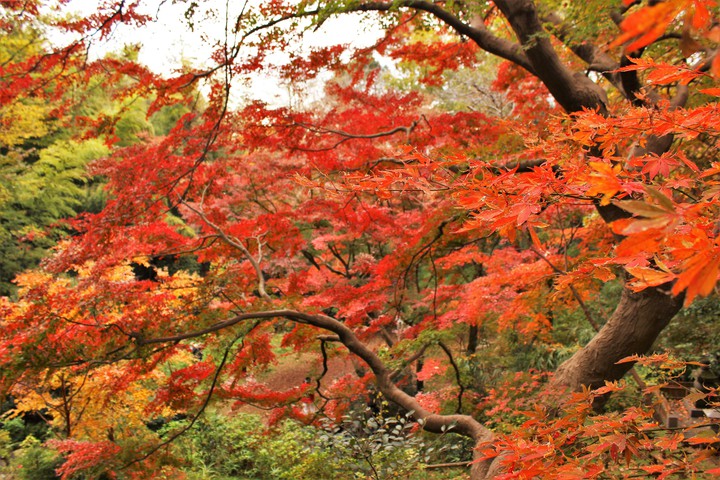 Autumn leaves,2018