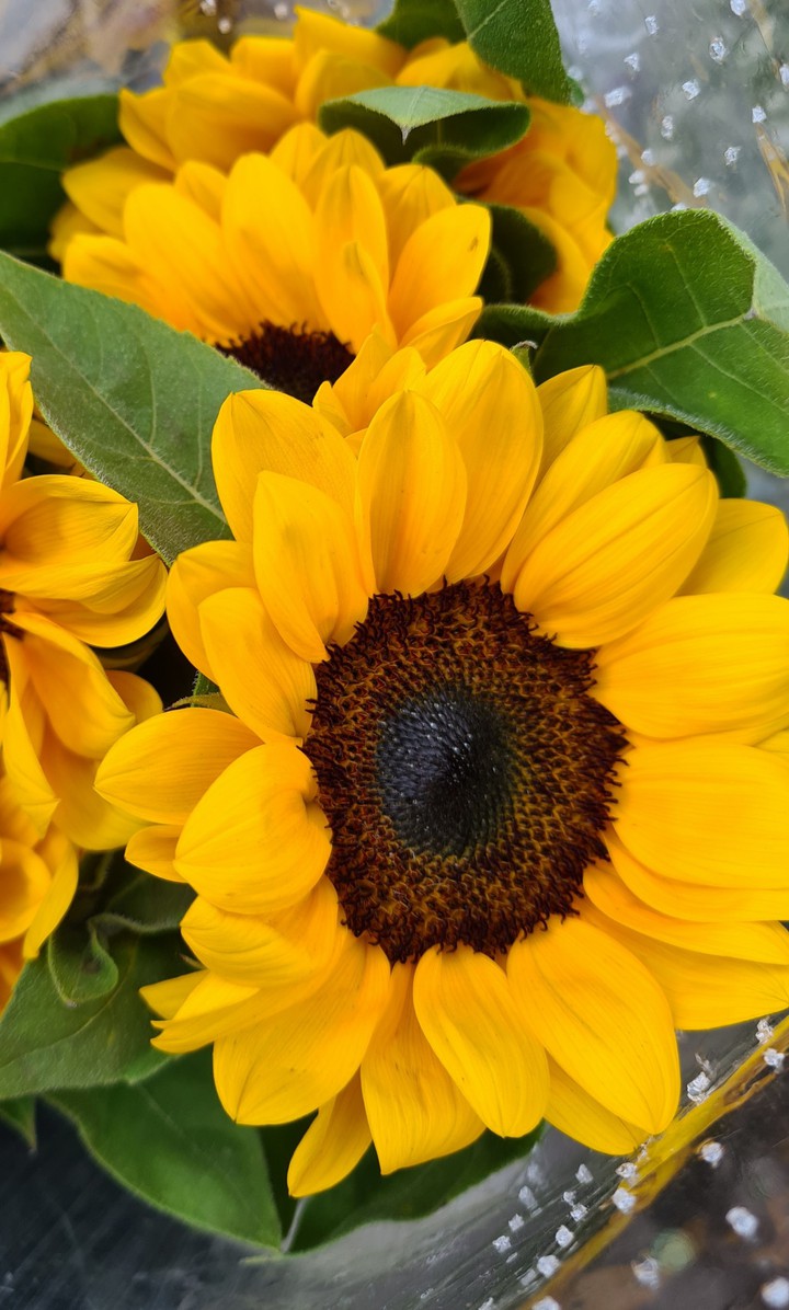 sunflower
