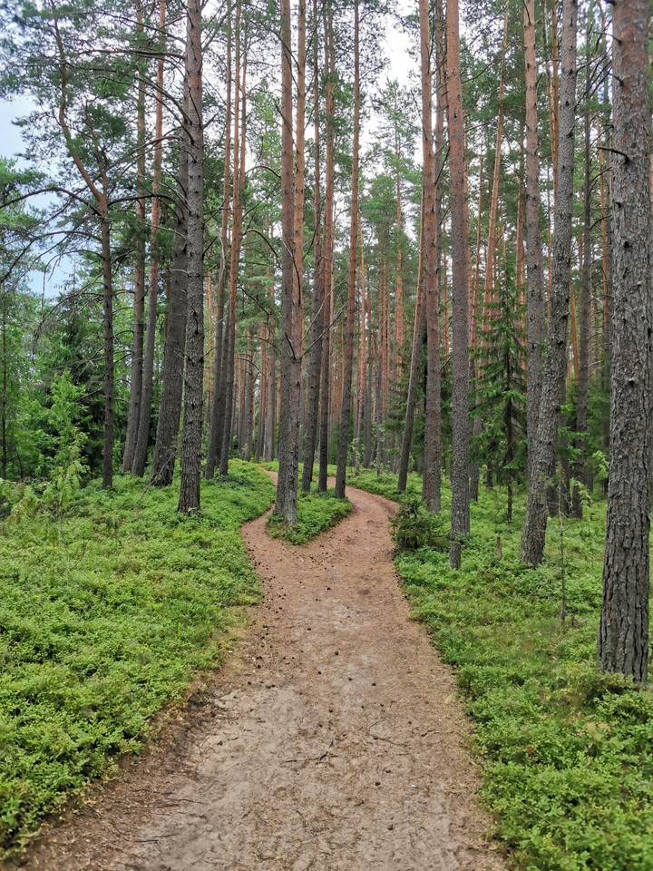 Forest