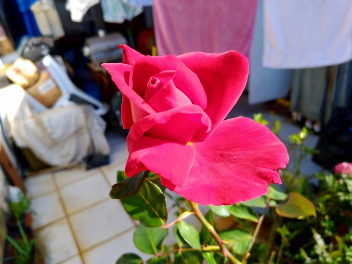 Rose