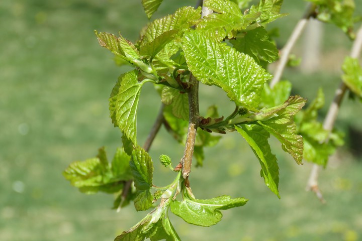 spring in iran