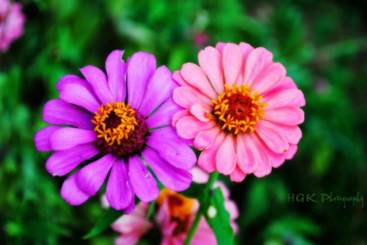 Flowers
