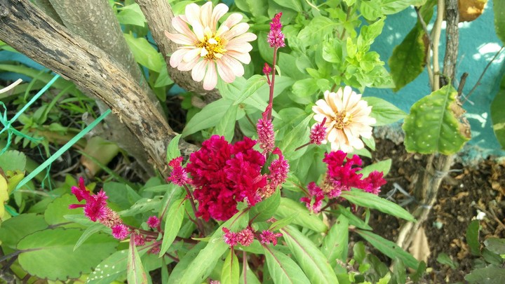 flower