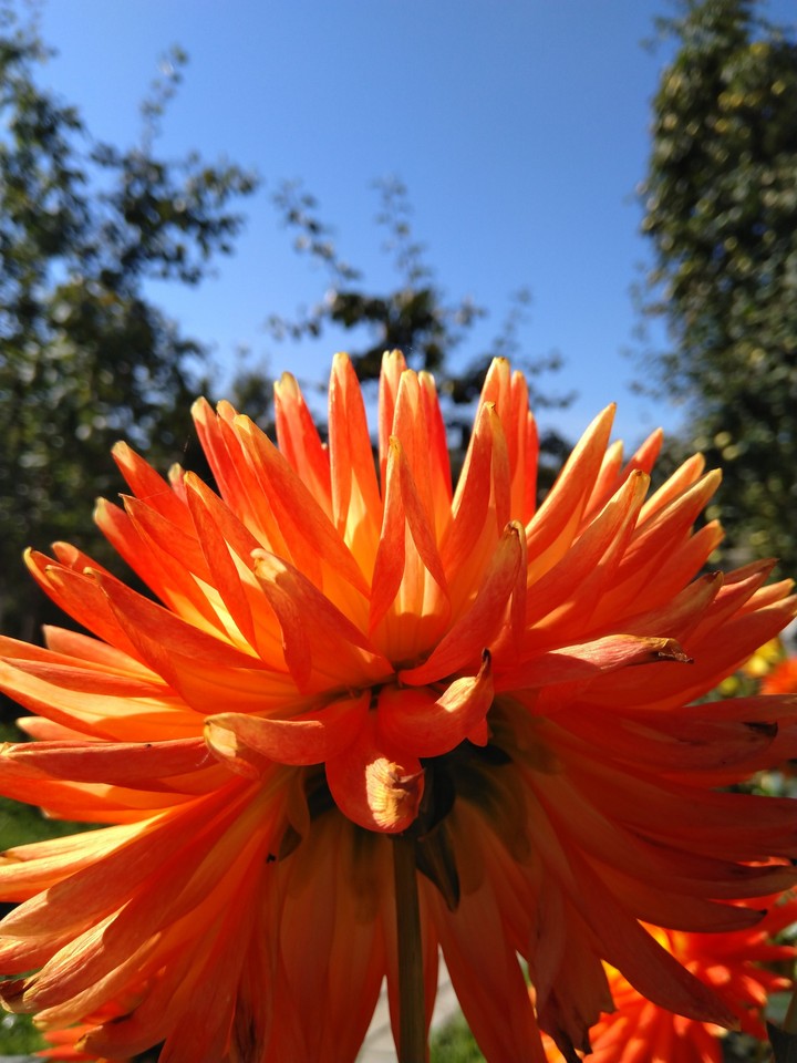 flame flower