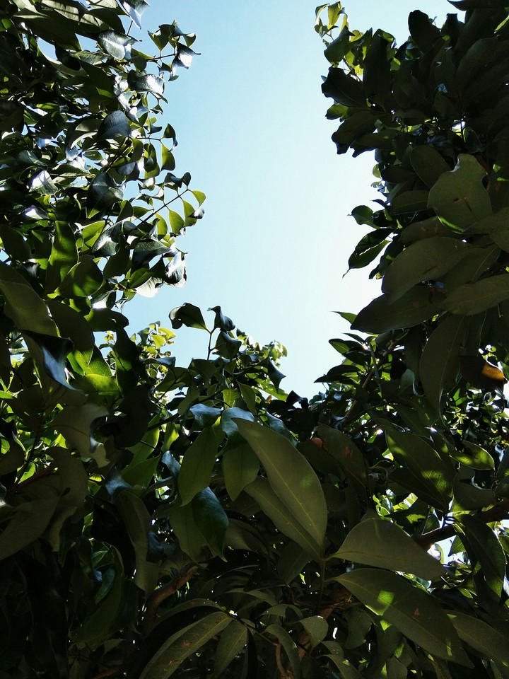 nice sky with leaves around