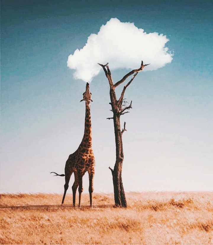 giraphe