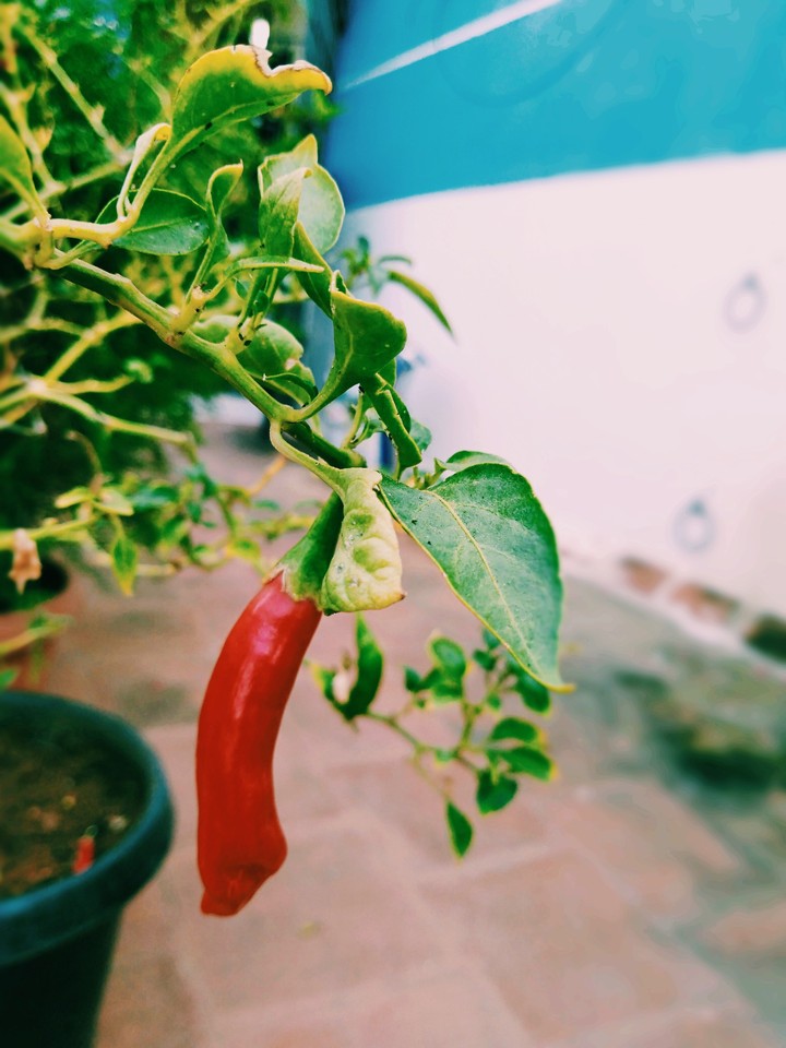 green and red