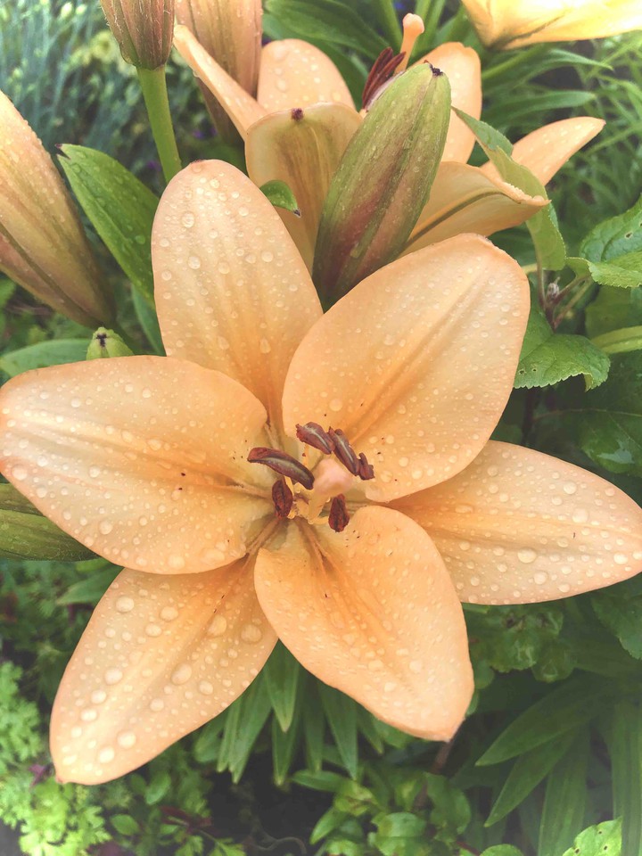 lily